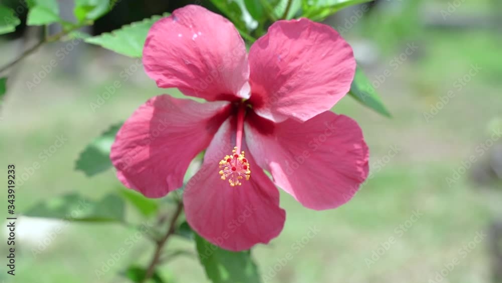 Pink hibiscus flowers on the tree in nature have soft bright sunlight. The light in the afternoon of the day, taken from the actual location. 4K viedo Tropical areas in southern Thailand. Pink hibiscus flowers on the tree in nature have soft bright sunlight. The light in the afternoon of the day, taken from the actual location. 4K viedo Tropical areas in southern Thailand.