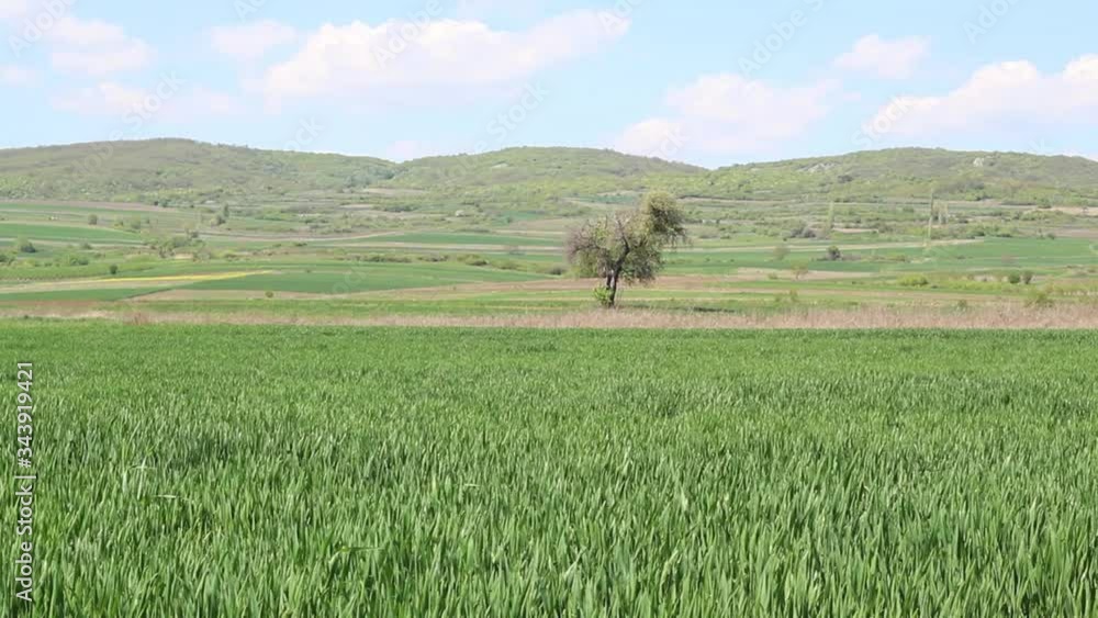 Landscape Scene With Wheat Fields, Tree and Hills in The Background Landscape Scene With Wheat Fields, Tree and Hills in The Background
