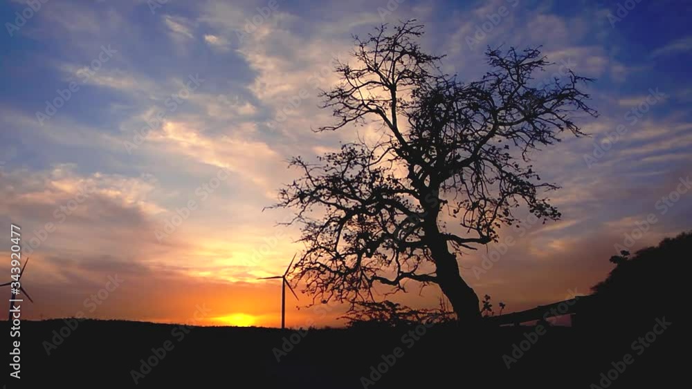 Beautiful sunset behind the tree at Wankaner, Gujarat, India