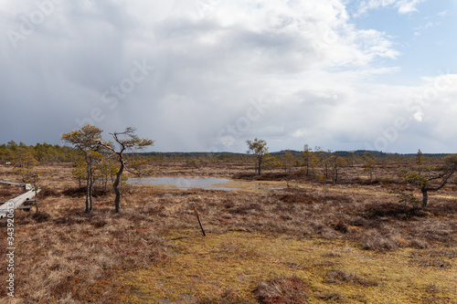 Duckboards on swamp.