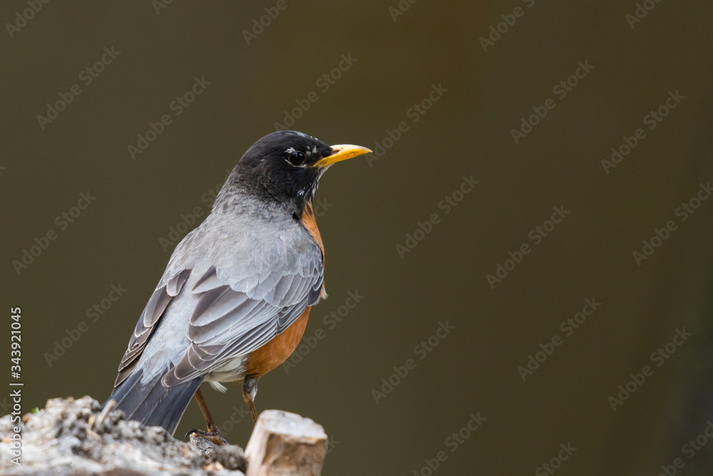 Fototapeta premium american robin perched on a log in the forest with blurred background looking to the right 