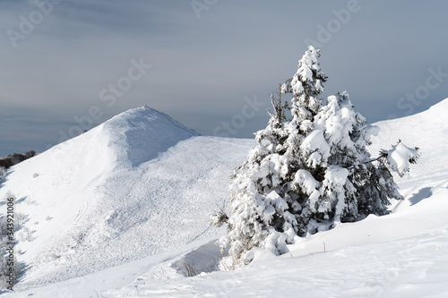Wallpaper Mural Frosty winter day in the Bieszczady Mountains (Polonina Wetlinska). Bieszczady National Park, Subcarpathian Voivodeship, Poland. Torontodigital.ca