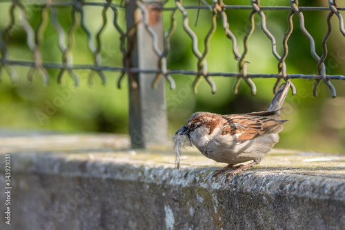 Moineau domestique