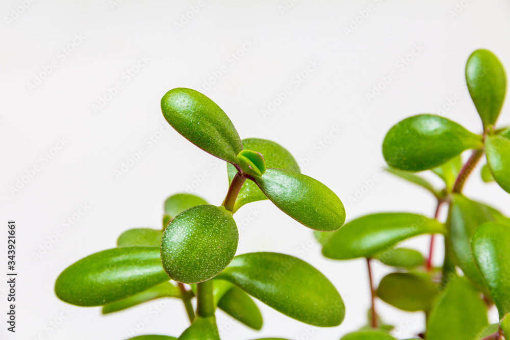 Crassula green foliage Crassula green foliage