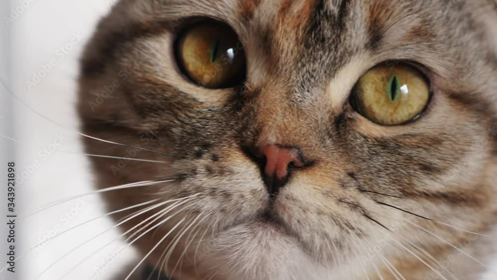 Young cat cute looks at the camera, extreme close-up. Portrait of a cat with big eyes Young cat cute looks at the camera, extreme close-up. Portrait of a cat with big eyes