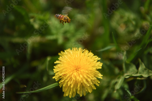 ape fiori dente di leone api miele 