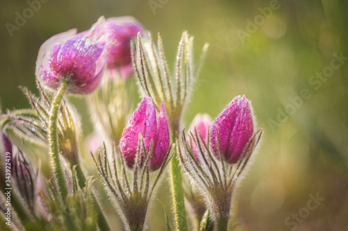 Grass dream flowers. Delicate flowers in soft focus. Macro photo. Very soft selective focus. Close-up. Primroses.