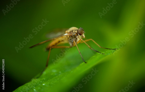 Wild Fly ktyr, on a green leaf in the garden.Macrophotography.