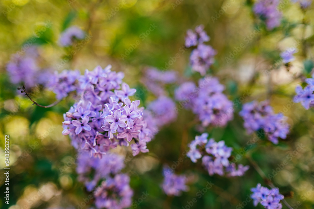 Lilac flowers close up with selective focus Lilac flowers close up with selective focus
