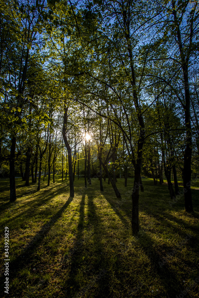 sunset behind the trees