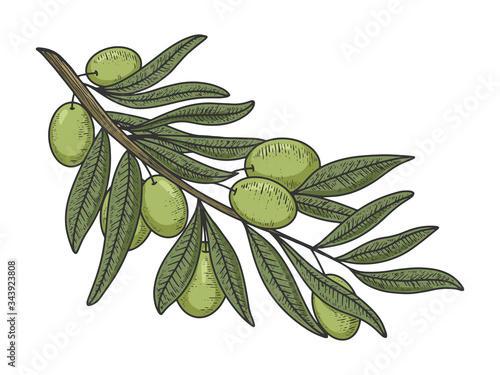 Olive branch color sketch engraving vector illustration. T-shirt apparel print design. Scratch board imitation. Black and white hand drawn image.