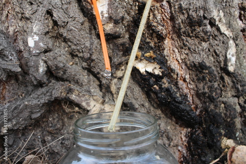 collecting birch SAP from a tree in the spring in the forest in a jar a useful drink drink fresh juice