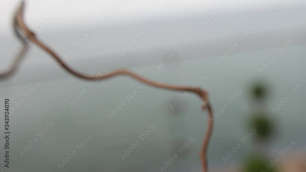 Bouquet of snow-white gladiolus with green buds and leaves under the sunlight. Nautical party flower composition on pastel background, close-up.