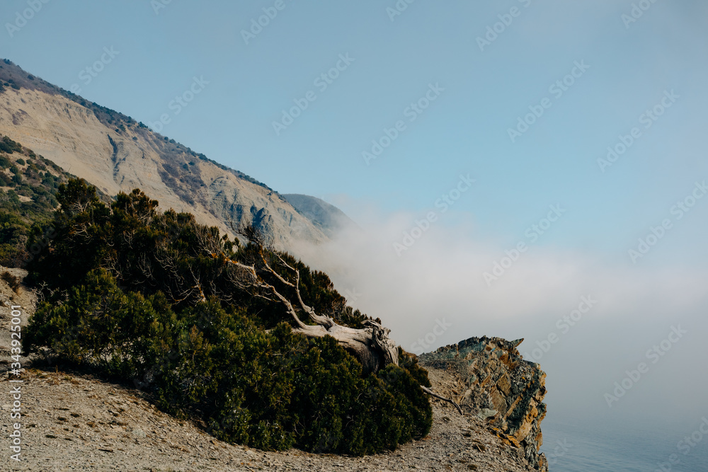 A juniper tree with a lush coniferous tree deformed by gusts of wind grows on a rocky rocky cliff in the Utrish Nature Reserve in Russia. Fog from the sea is approaching the mountains in the distance.