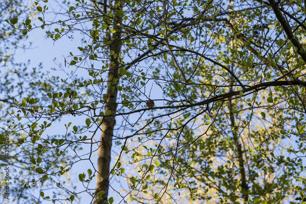 Fototapeta premium Spring view into the treetops.