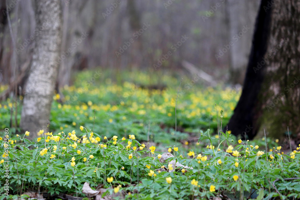 Spring flowers blooming in a forest. Yellow anemone buttercup Spring flowers blooming in a forest. Yellow anemone buttercup