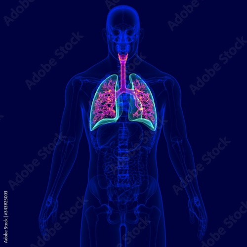 3D Illustration Human Respiratory System Anatomy (Bronchus and Bronchioles)