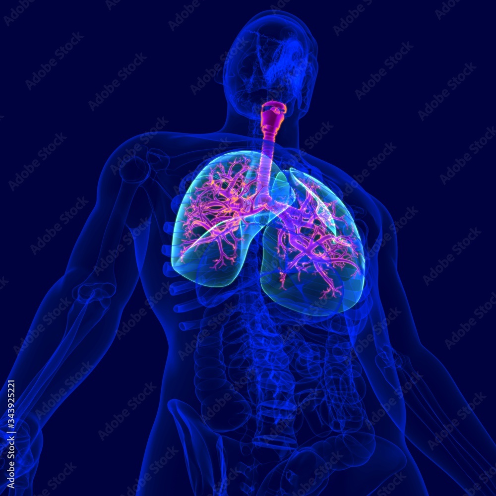 3D Illustration Human Respiratory System Anatomy (Bronchus and Bronchioles) 3D Illustration Human Respiratory System Anatomy (Bronchus and Bronchioles)