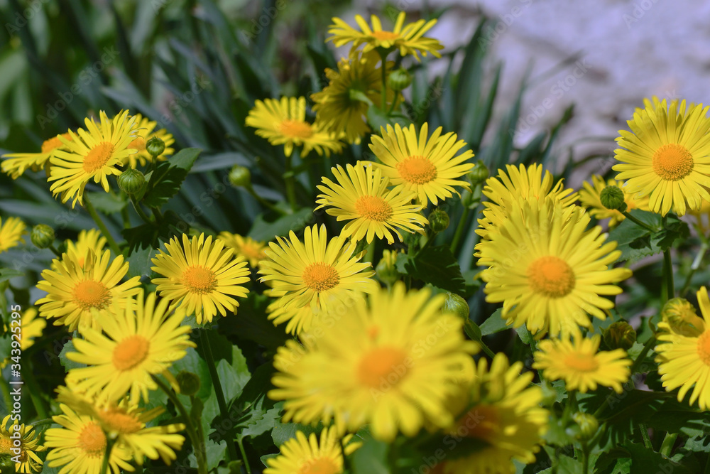 Daisy. Perennial daisies. Yellow garden flowers. Daisy. Perennial daisies. Yellow garden flowers.