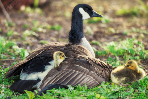 Fototapet Baby gosling hiding under mother's wing
