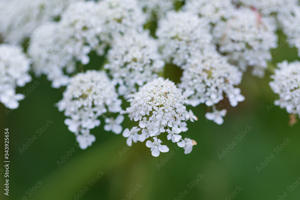 selective focus of white flower