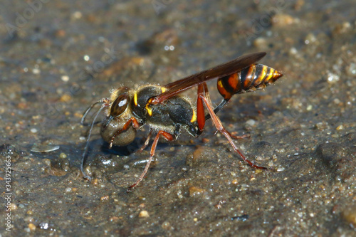 Sceliphron curvatum,  mud-dauber invasive wasp is make  mud ball for nest © Geza Farkas