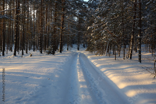 Very beautiful winter forest with the sun and the road