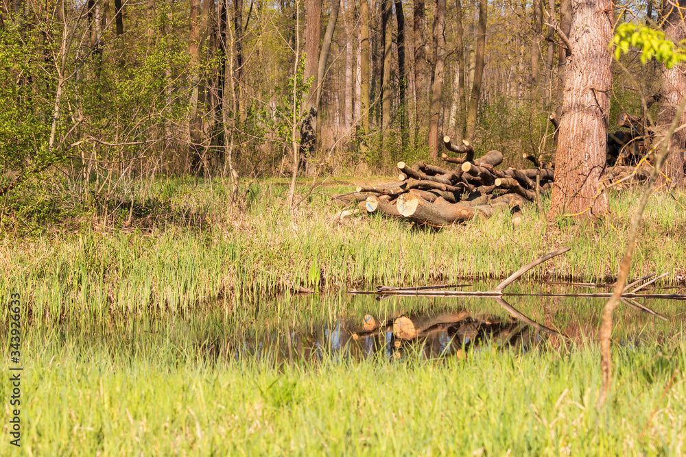Felled trees that are reflected in the water of the pond. Felled trees that are reflected in the water of the pond.