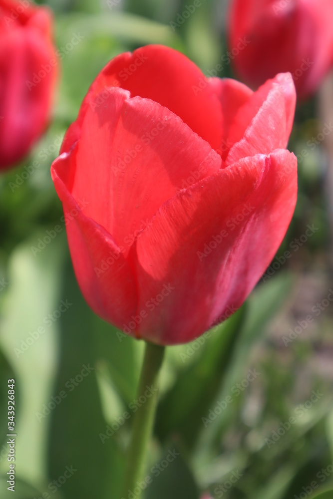 Flowers of red tulips in the garden. Spring flowers. Flowers of red tulips in the garden. Spring flowers.