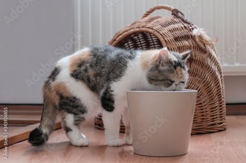 The little cat drinks water from a pot. Beside is his wicker basket for sleeping. This is the Exotic cat breed. It is similar to a Persian cat, but has short hair.