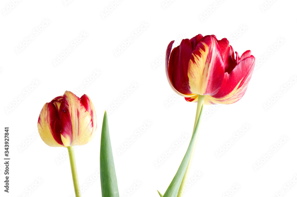 Elegant red-orange tulip on a background of green leaves. Bright red-yellow tulip bud. Floral Greeting Card. One beautiful tulip.