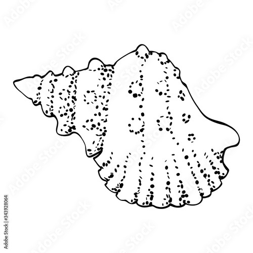 Screw sea shell bursa in a simple style, isolated vector on white background. Black outline and dots texture, stylized as a hand drawing. Can be used as icon or for natural design.