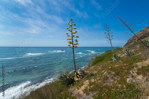 Agave Americana with the ocean on the back