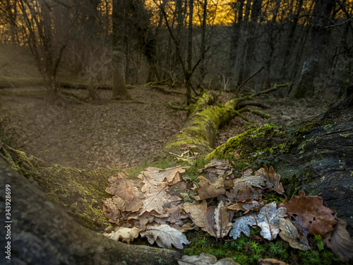 Arbol ca  do en bosque al amanecer