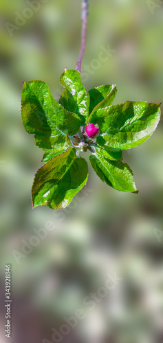 Appleberry flower photo