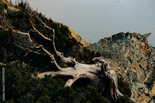A juniper tree with a lush coniferous tree deformed by gusts of wind grows on a rocky rocky cliff in the Utrish Nature Reserve in Russia. Mountains far in dense fog from the sea.