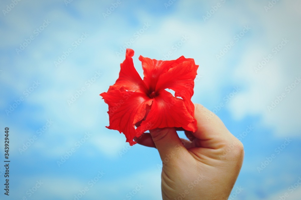 Beautiful flower with blue sky in the background Beautiful flower with blue sky in the background