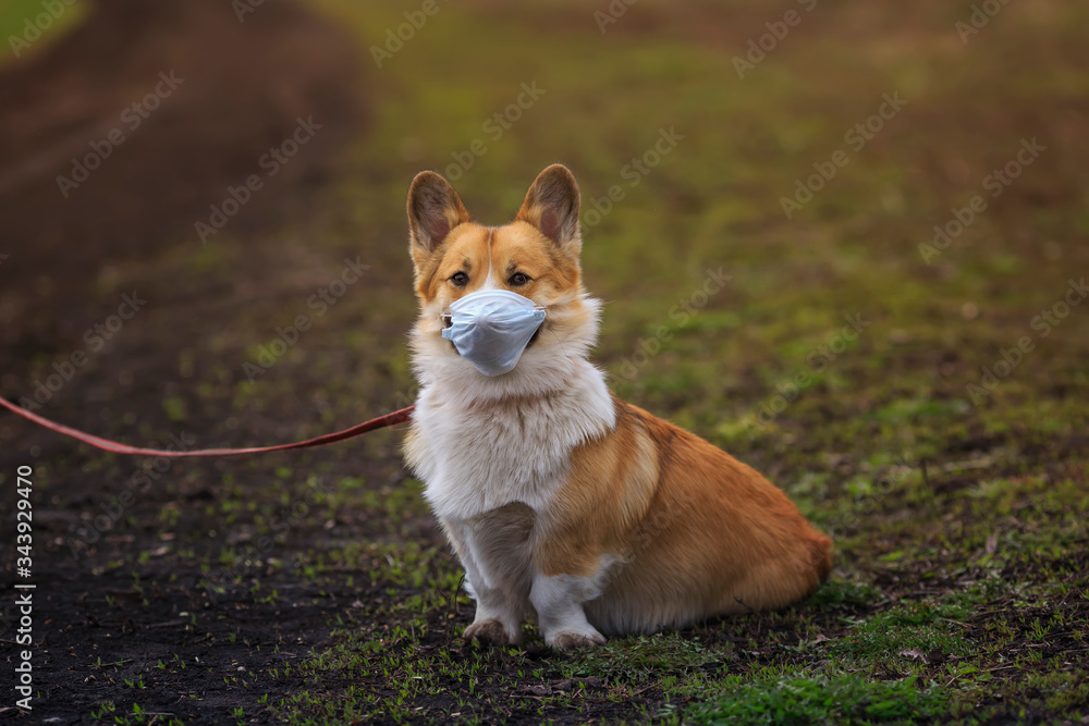 sad red Corgi puppy walking on the street in a medical mask for safety from the epidemic sad red Corgi puppy walking on the street in a medical mask for safety from the epidemic