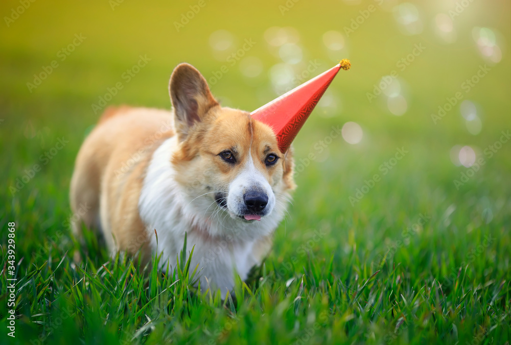 portrait of a cute Corgi dog puppy in a festive hat on the green grass among bright soap bubbles portrait of a cute Corgi dog puppy in a festive hat on the green grass among bright soap bubbles