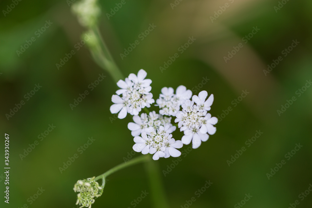 selective focus of a white flower selective focus of a white flower