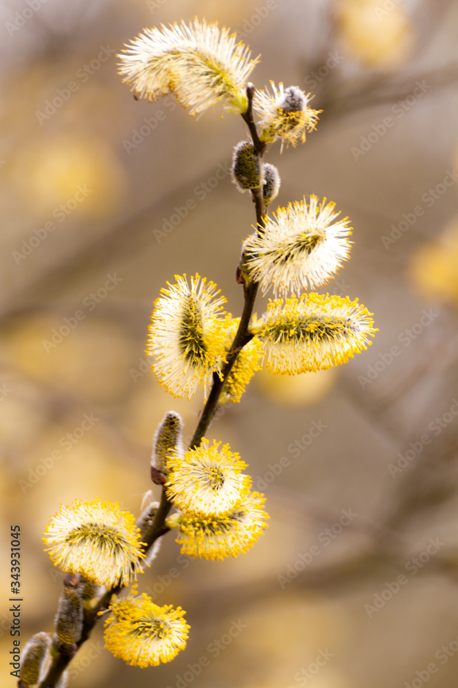 Obraz premium willow catkins in spring