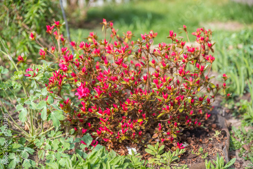 Rhododendron