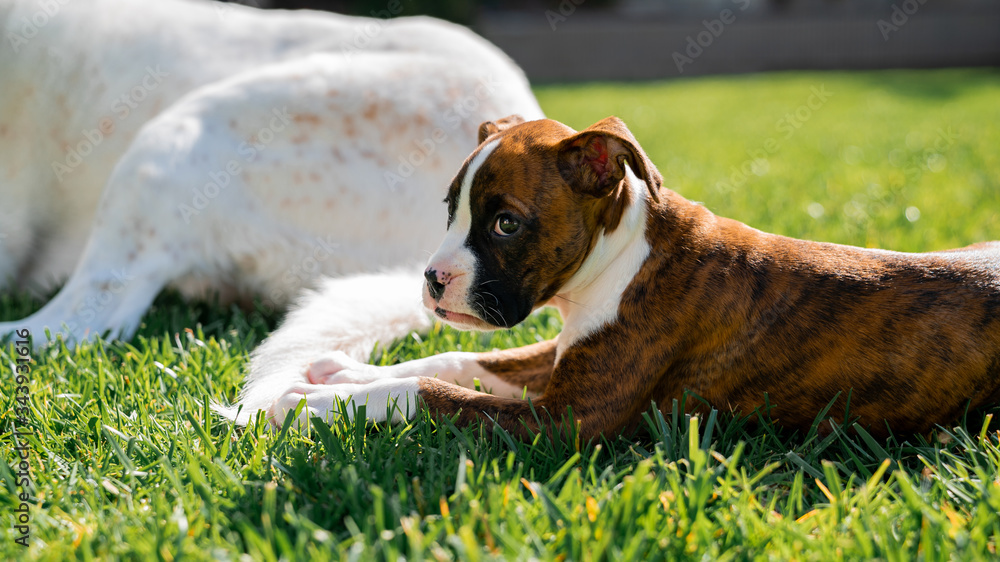 Obraz premium Puppy laying with Dog in Grass