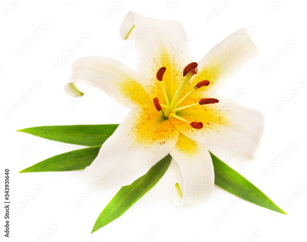 Obraz premium One white lily.