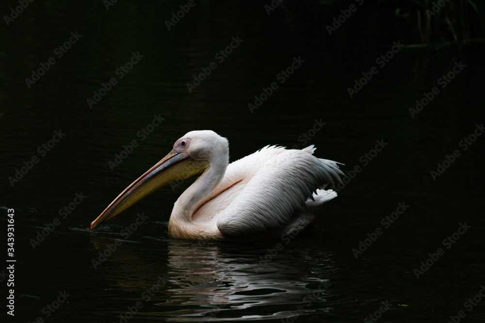 pelican on the water pelican on the water