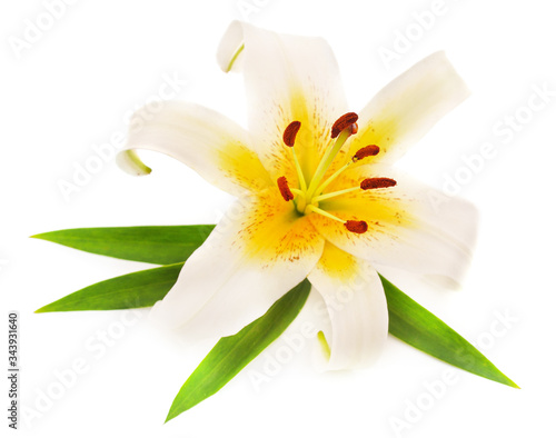 One white lily. © voren1