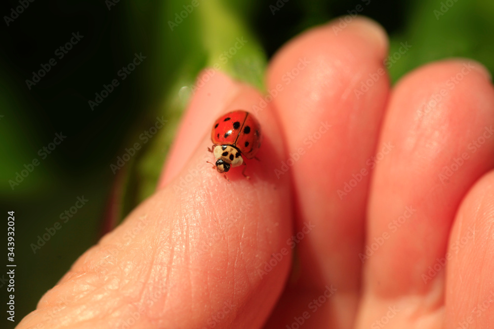 Red ladybug sitting on finger Red ladybug sitting on finger