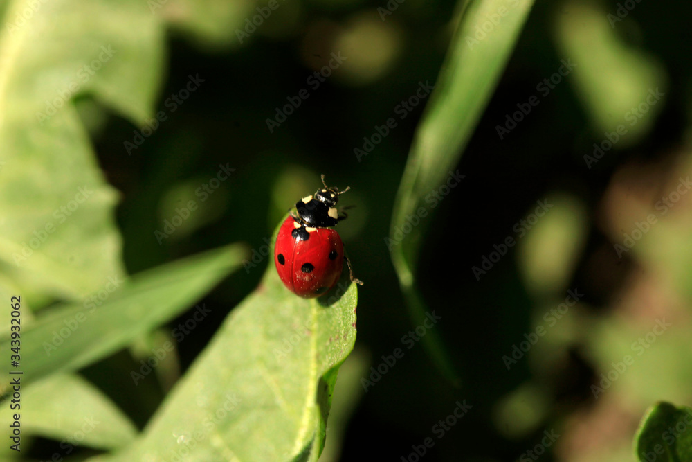 Fototapeta premium Red ladybug sitting on plant