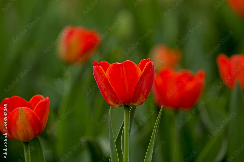 red tulips on a green flowerbed