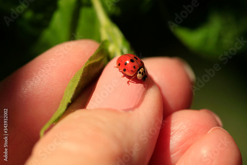 Red ladybug sitting on finger